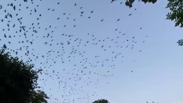 birds flying