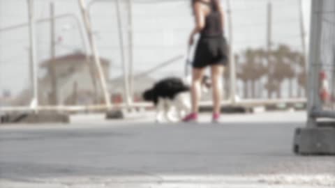 A dog playing with his girlfriend