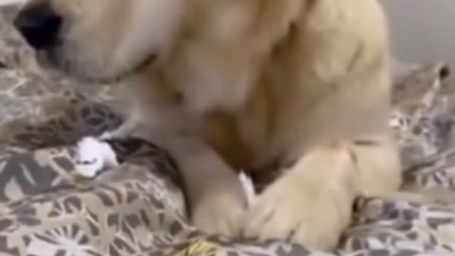 Hilarious Dogs & Pups! Try Not To Laugh Challenge!!!! #Shorts