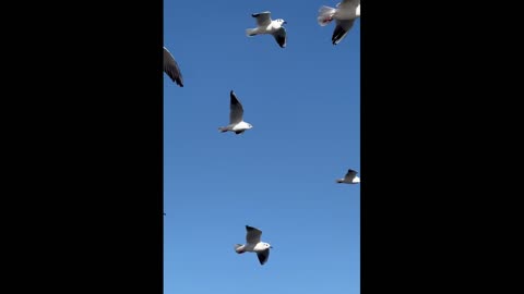 Beautiful Golden Birds