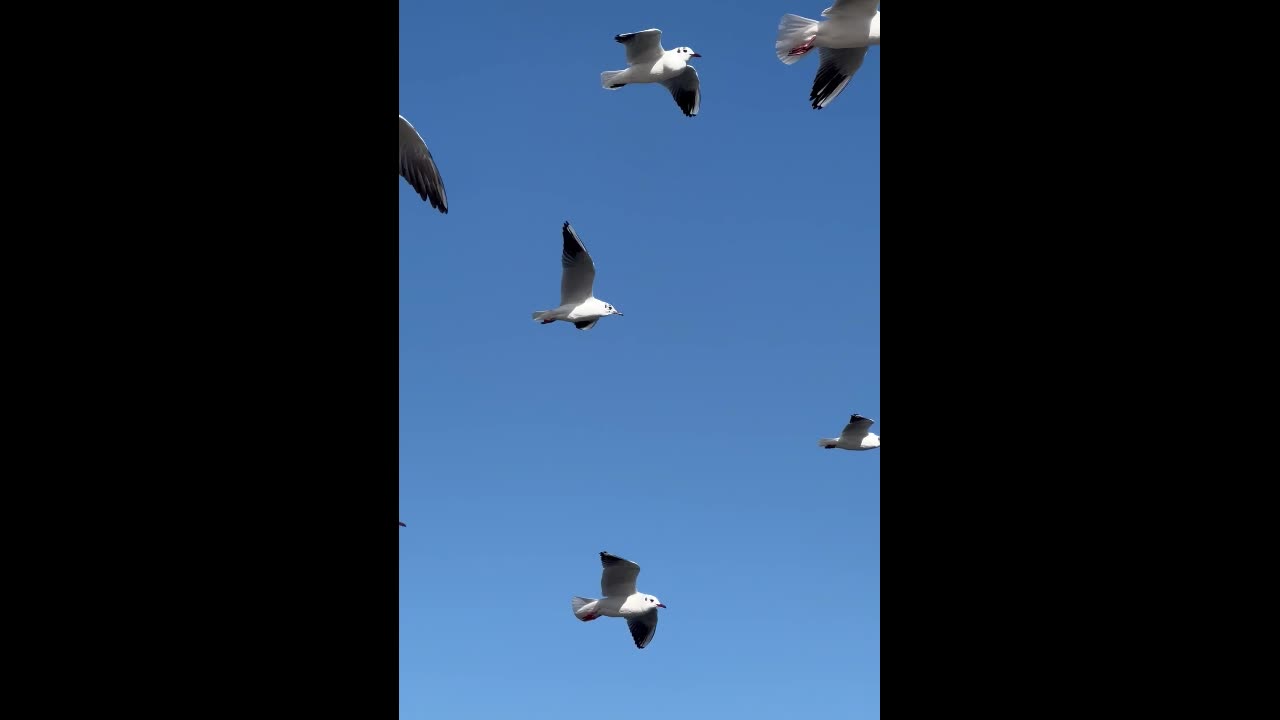 Beautiful Golden Birds