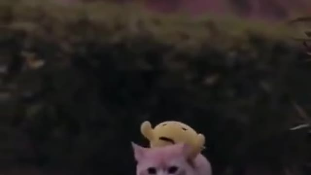 Cat Is Carrying Soft Toy On His Back