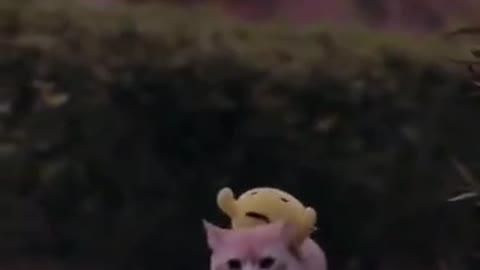 Cat Is Carrying Soft Toy On His Back