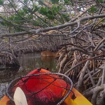 Key Deer Walking in the Creek