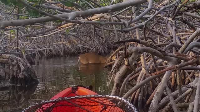 Key Deer Walking in the Creek