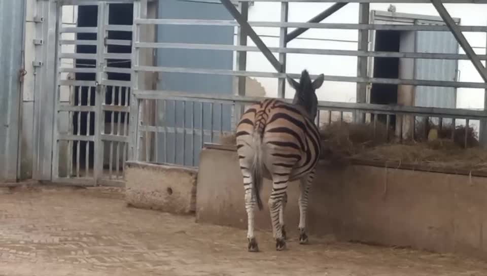 A horse turns into a zebra after getting a tattoo!