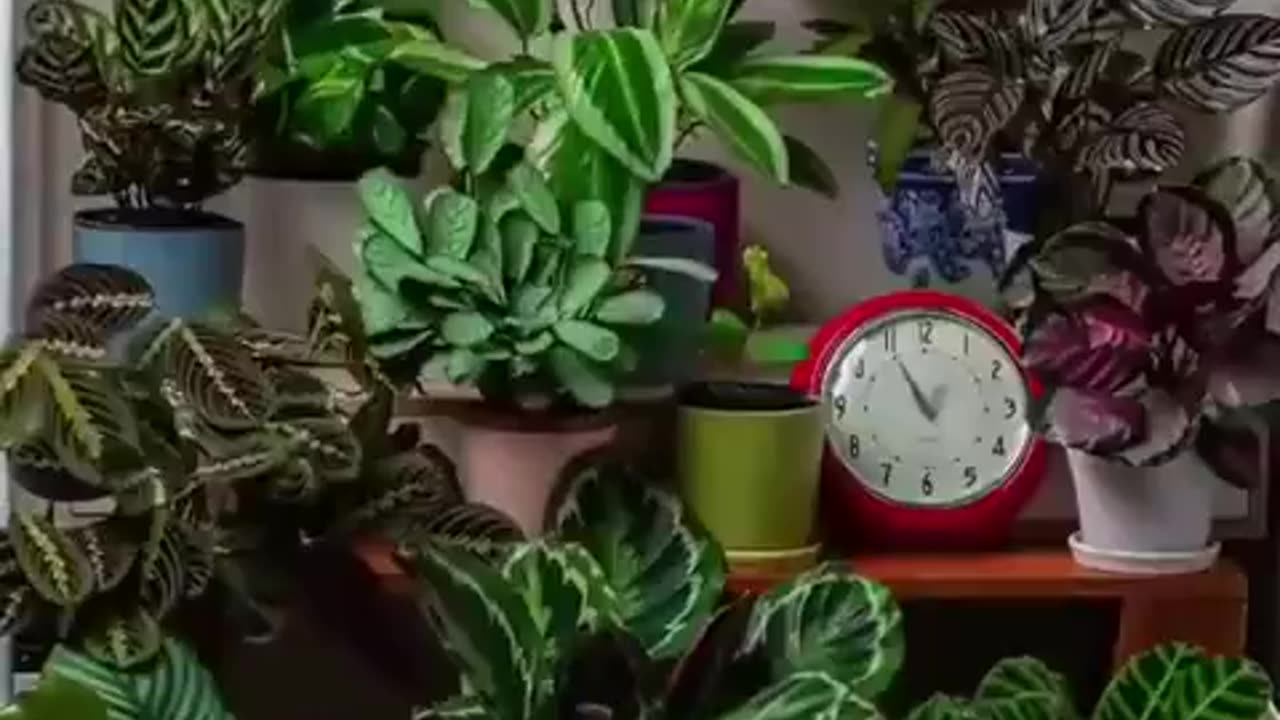 Plants Move