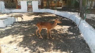 White Female Deer Lovely Ponding With Male