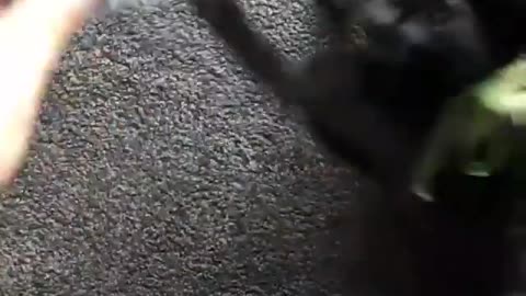 Little Kitten Playing