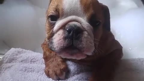 puppy sticking out tongue