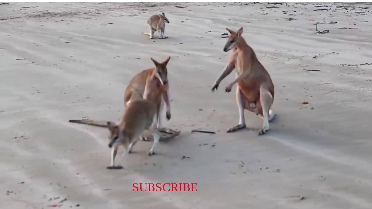 Kangaroo fight funny video 2022#@32