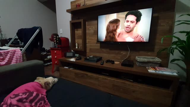 Cute Dog Just Wants To Watch The Movie