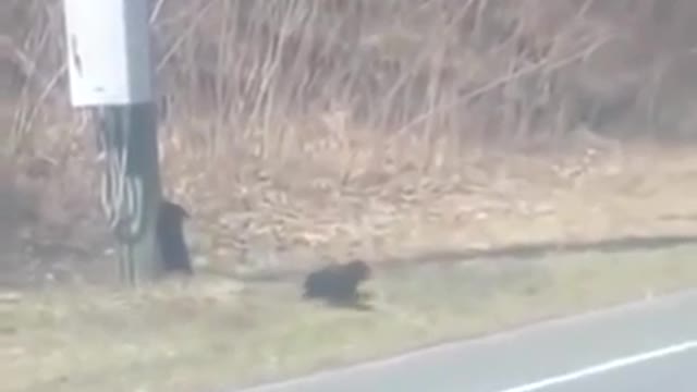 funny video of mama bear struggling to cross the road with playful/naive Cubs