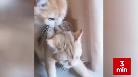 Funny Cats