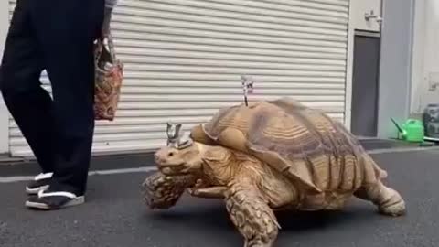 Man Takes His Huge Pet African Tortoise for Walk on Streets of Tokyo