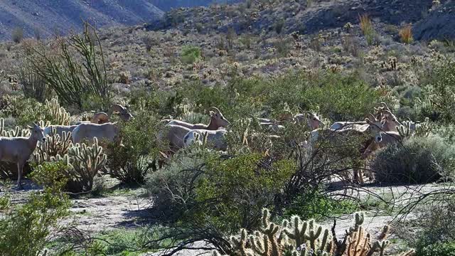 The elusive Big Horn Sheep in the Anza Borrego Desert in Southern California