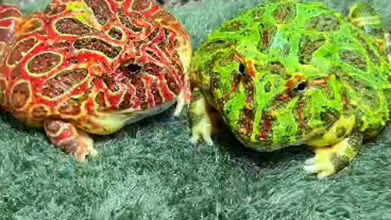 Funny animals with Frogs 🐸😂😂😂