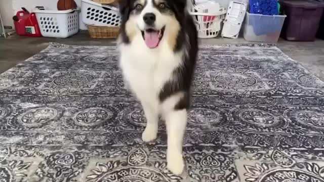 Dog records his first Tiktok video