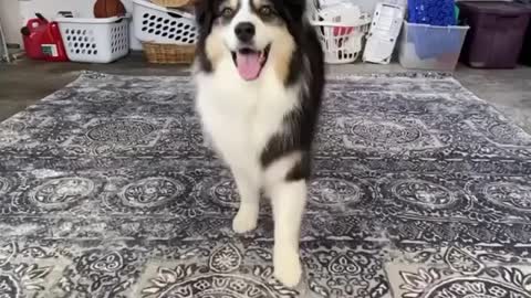 Dog records his first Tiktok video