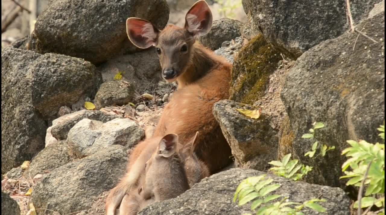 Cute baby deer funny video