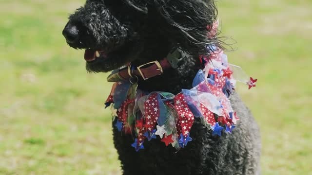 Amazing!smart dog walking