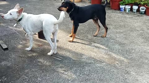 DOGS CATCHING THE SKYFLAKES BISCUITS