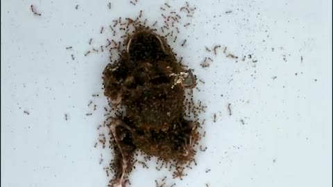 Frog vs. Fire Ants Time Lapse