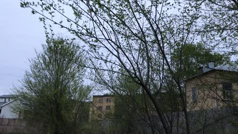 Tree close-up in spring