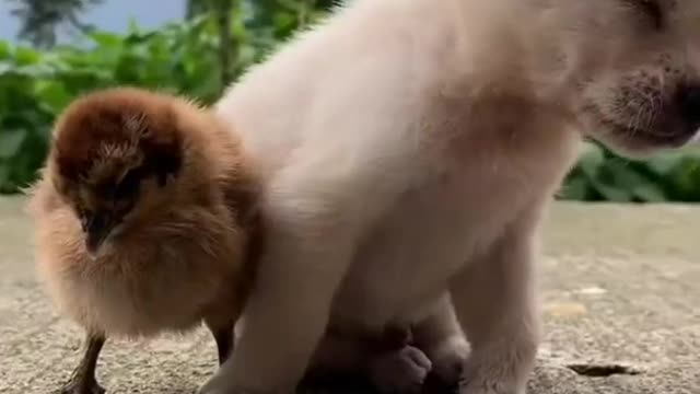 Shape of you/New animal funny video//Pet dog and chicks funny video