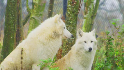 beautiful wolves of the arctic