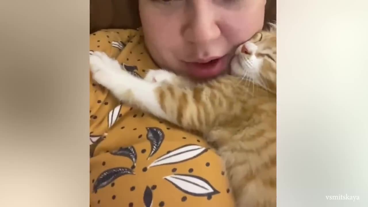 CATS Actually Love Their Humans, Here are the Proofs