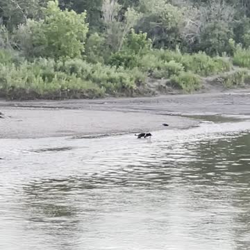 Happy dog plays with its owner in river