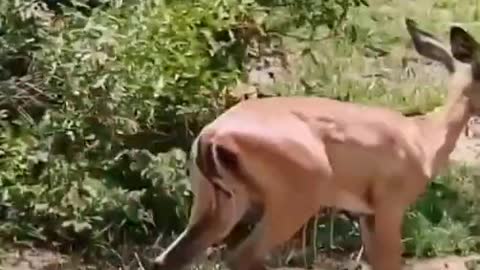 animal fighting (2022)