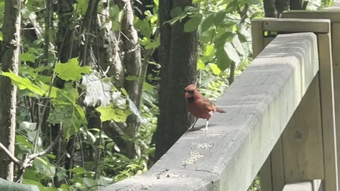 Papa Cardinal feeding juvenile