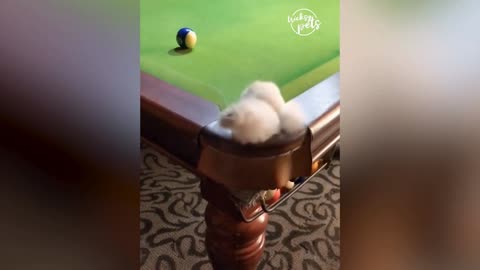 🤣 I Got Stuck At The Pool Table 🤣