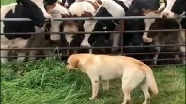 Funny_dog_Crazy_Dog_536