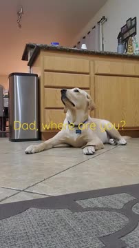 Labrador Dog Shows How Well Trained He Is!