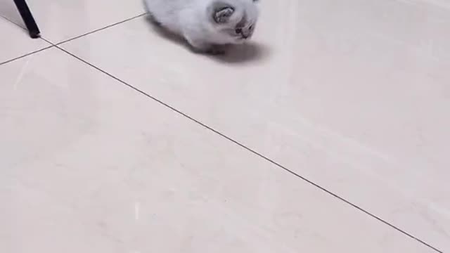 Hi There Cute Kittie!