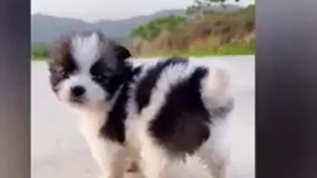 Small dog and parrot is very nice😍😍