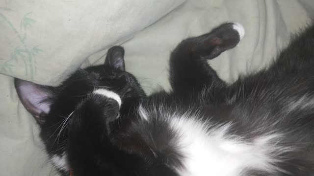 Very cute Kitty sleep