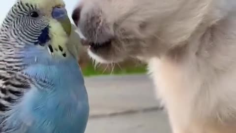 Video dog