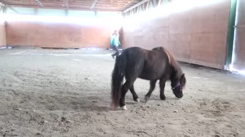 FIRST TIME BONDING WITH OUR NEW MINIATURE HORSE