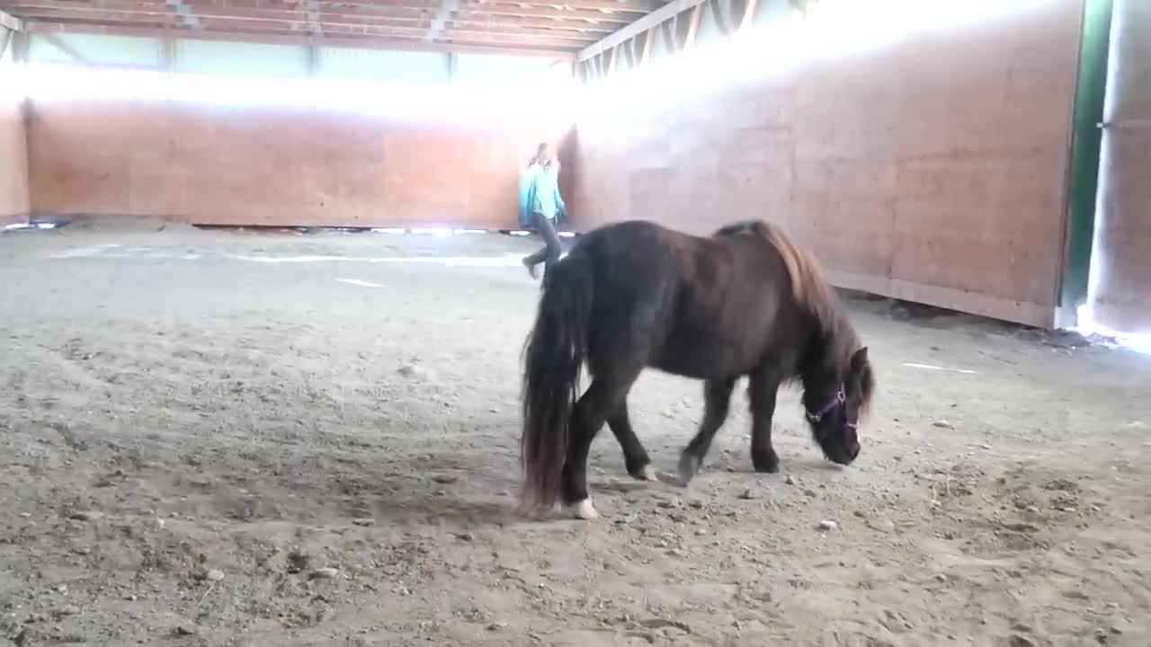 FIRST TIME BONDING WITH OUR NEW MINIATURE HORSE