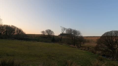 Bird song at sunset