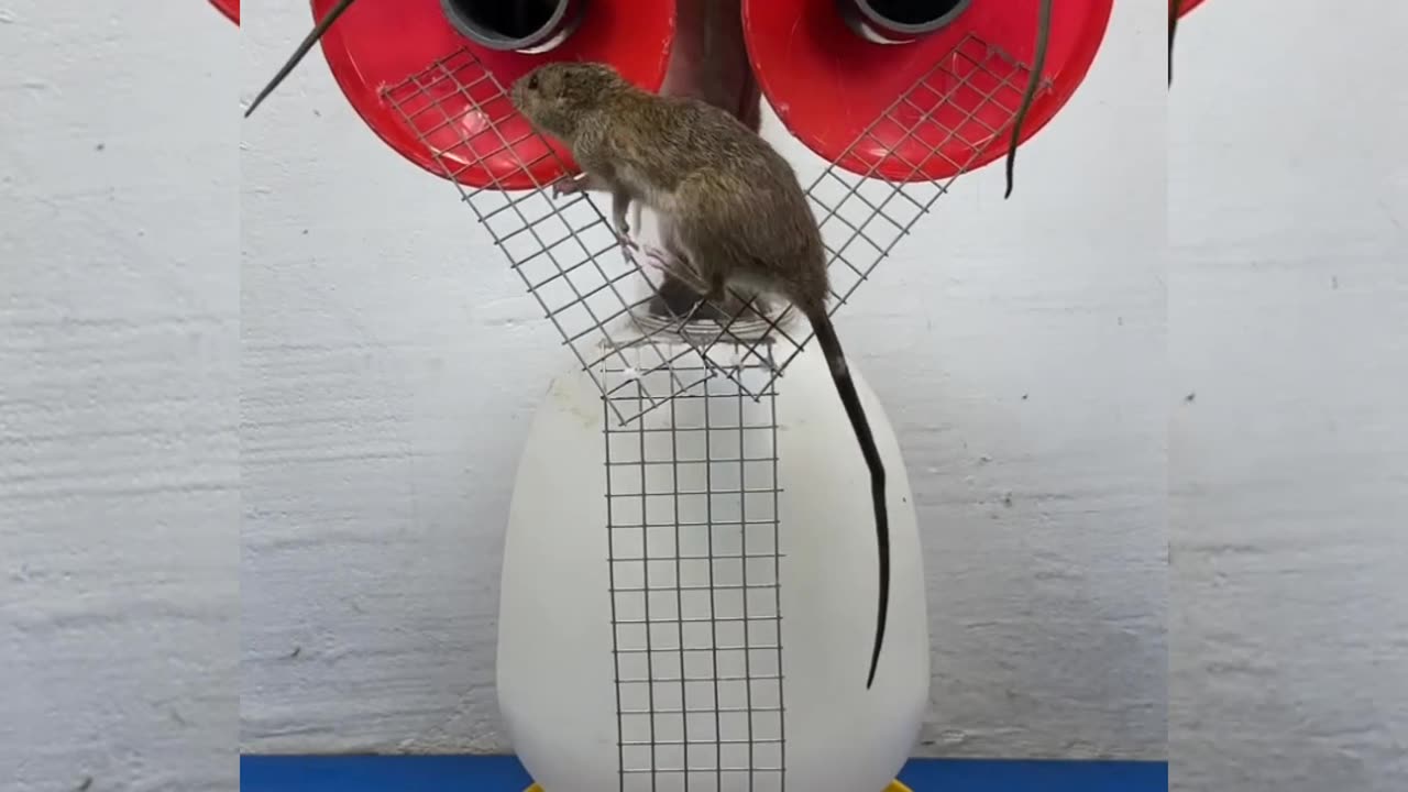 Bucket Mouse Trap 🐭🐀 Good idea Mouse Trap 🐭🐀 Best mouse Rat Trap