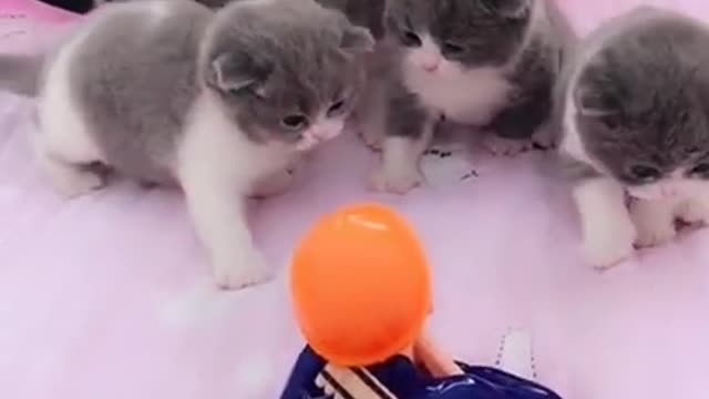 Funniest Cat Videos That Will Make You Laugh - Funny Cats and Dogs Videos