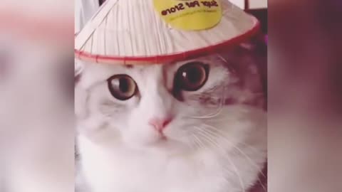The funniest animals/fun with cats/ completion