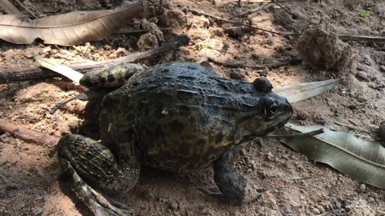 Wildlife Frog