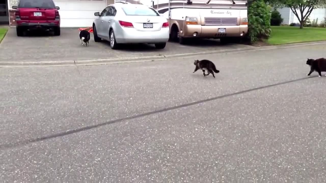 Cat chases Dog!! Warning!! Lots of hysterical laughter!