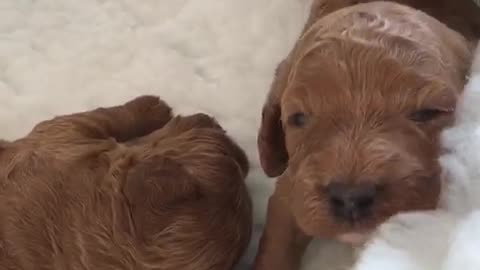 Brown puppies in dog bed moving around